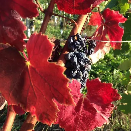 Soave Tra Le Langhe * 拉莫拉